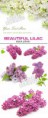 Graphic : Lilac 4